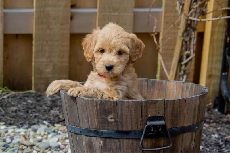 Mini Goldendoodle everything about this mixed breed