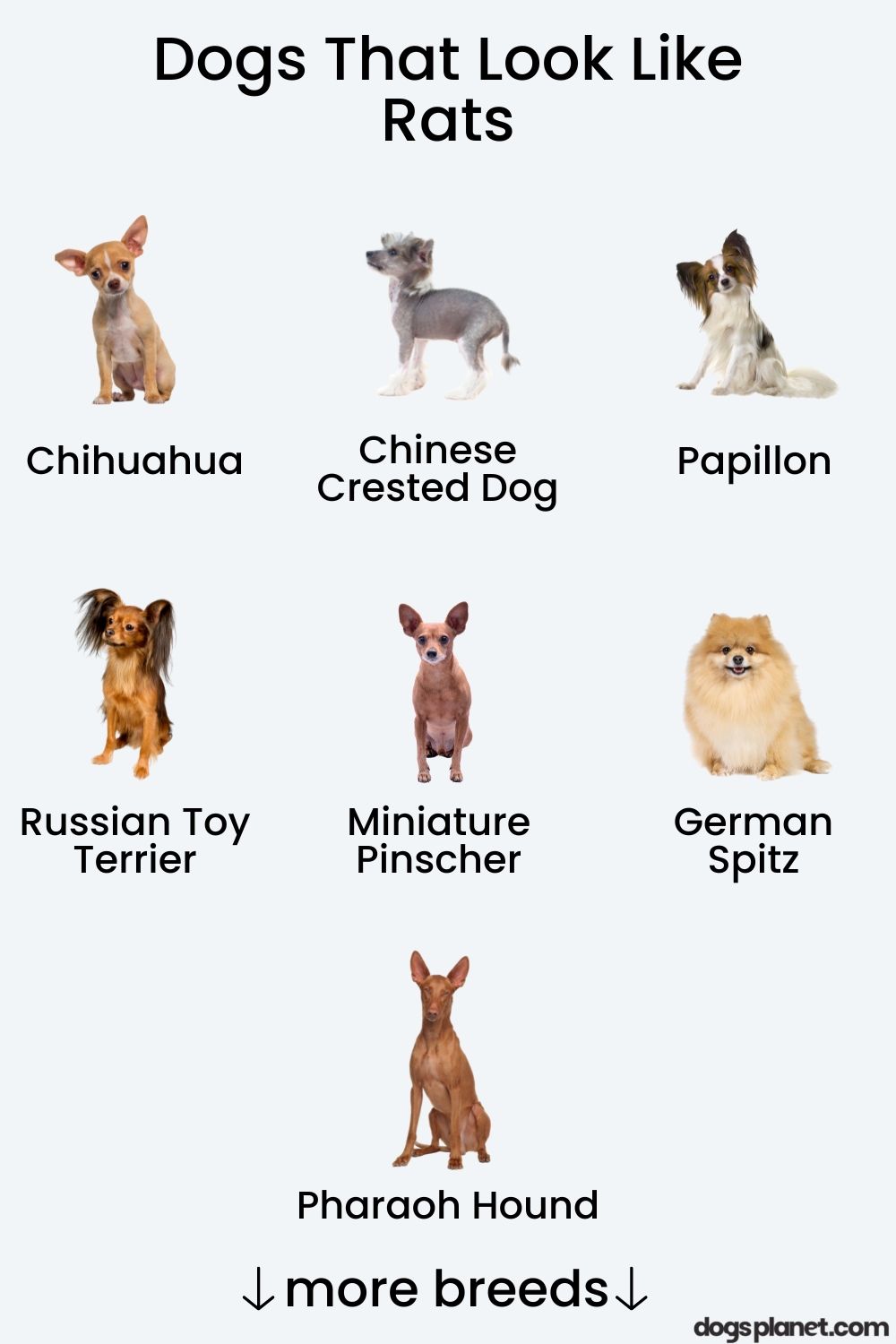 15 Dogs That Look Like Rats (With Pictures!)