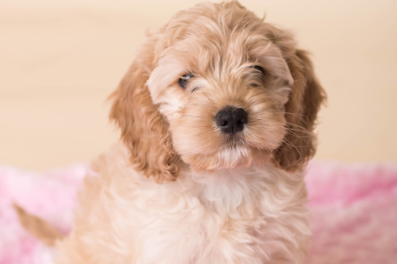 The 10 best dog backpacks for biking