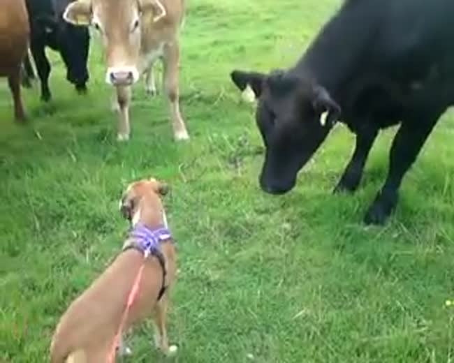 Boxer Dog Greeted by Herd of Cows