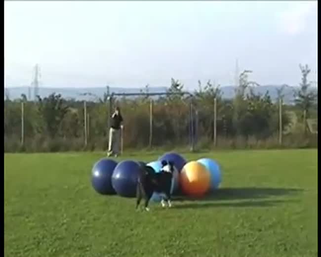Dog Herding Balls