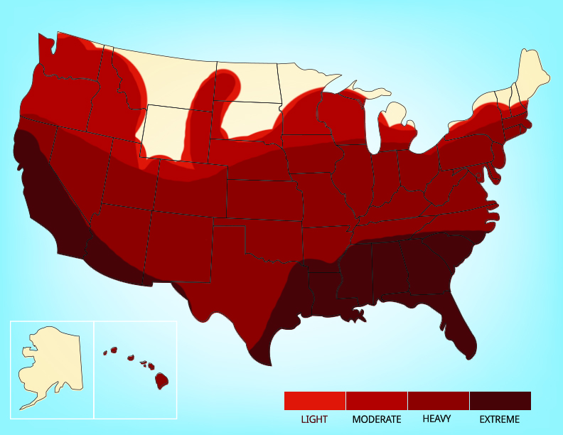 What Do Termites Look Like Termite Identification Guide
