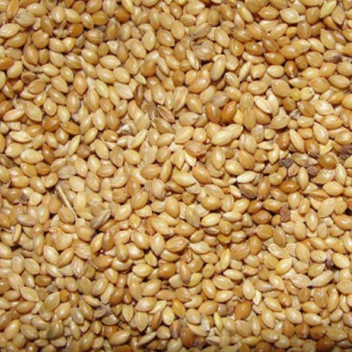 Order Foxtail Millet (Thenai) Premium Quality BIRD FOOD FEED 1 Kg