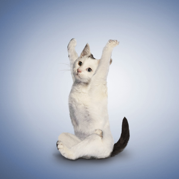 Yoga Cats Purrrfect Postures! DoYou