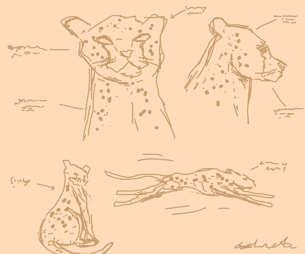 Cheetah Concept Art Drawception