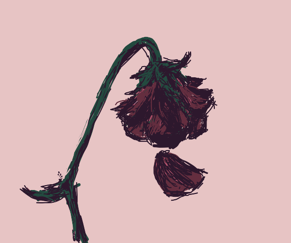 Wilting rose Drawception