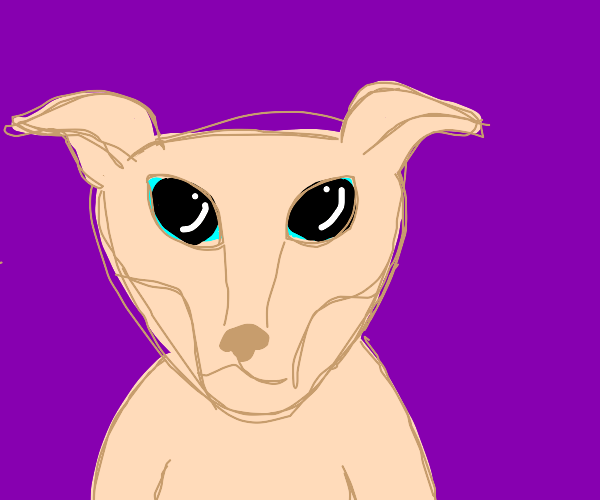 bingus Drawception