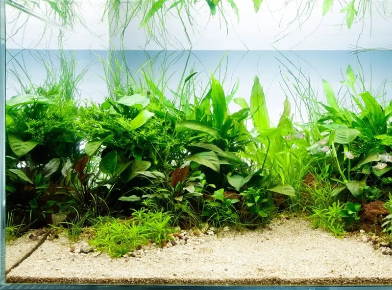 Best Aquarium Plants To Reduce Ammonia Review In 2021 by Ga Pet Sitters