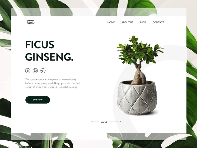 No to flowers, yes to plants by Bozena Czech on Dribbble
