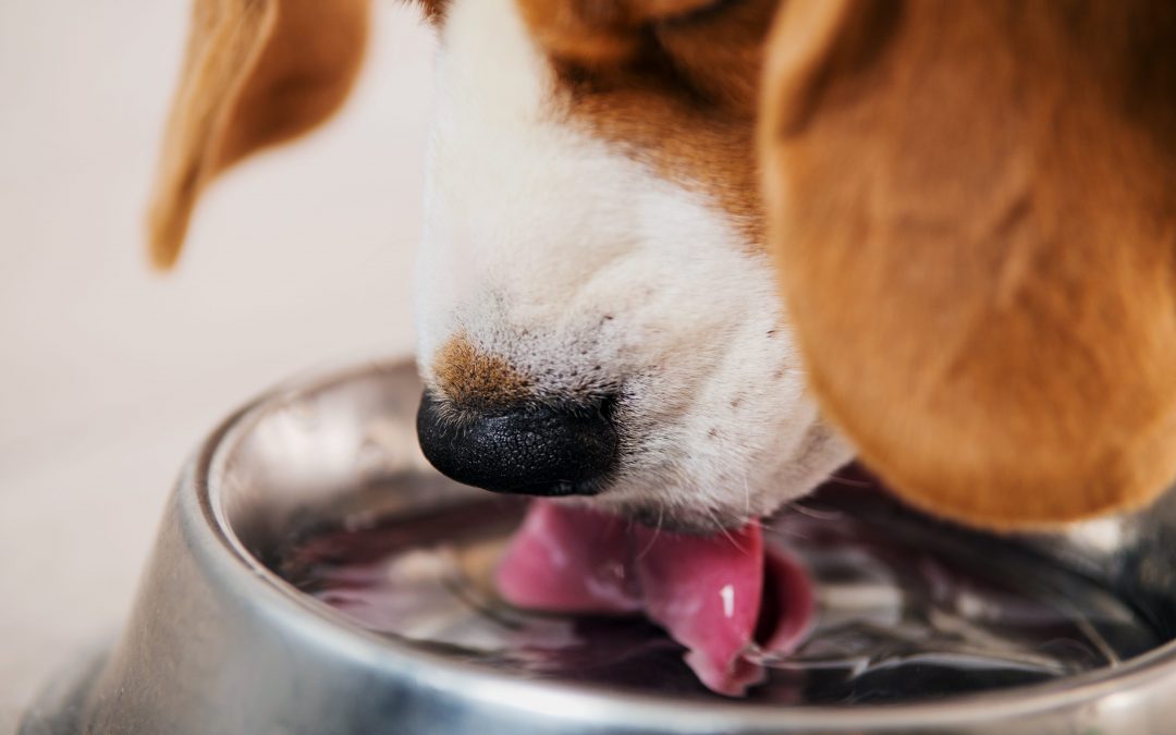 Dog Vomiting Dog Health Symptoms Dr. Marty Pets