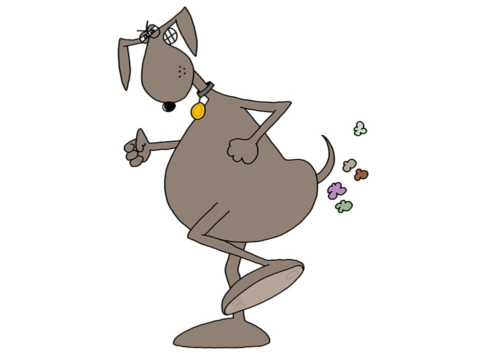 Dog With Bad Gas? Here's 5 Tips To get You Both Through