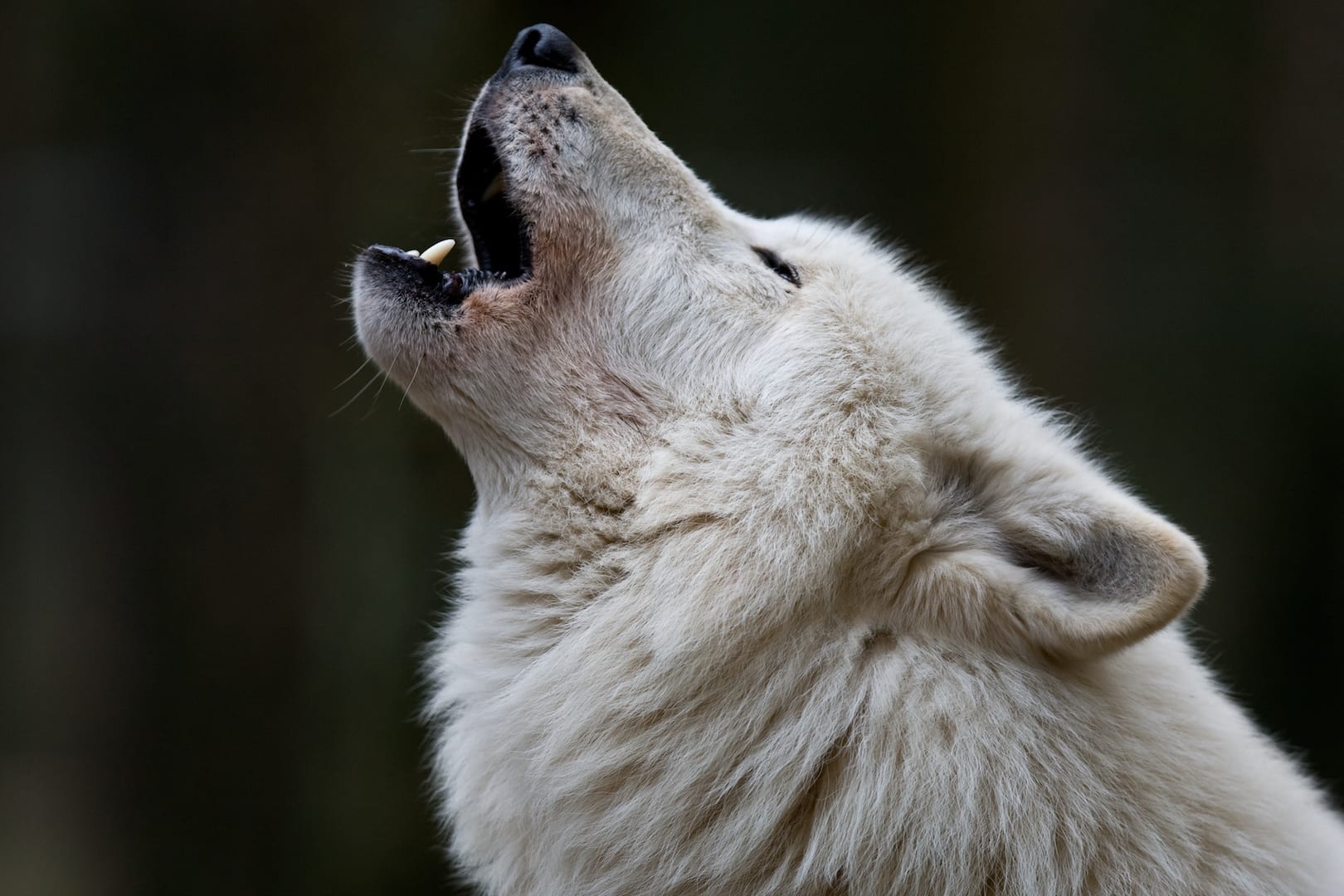 Why Do Dogs Howl To Music? (hint the answer is buried in history)