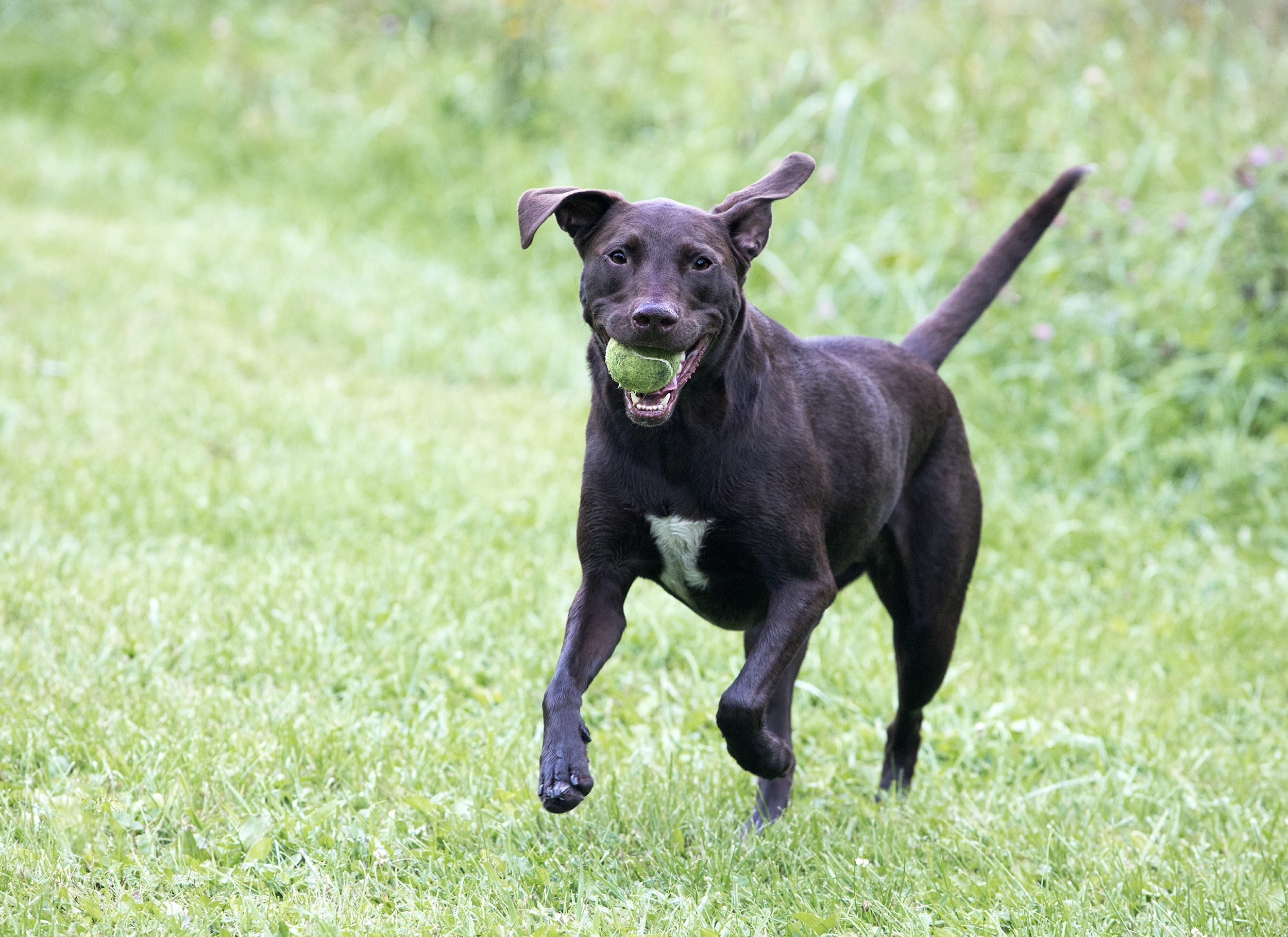 Patterdale Terrier And Lab Mix Cute of Animals