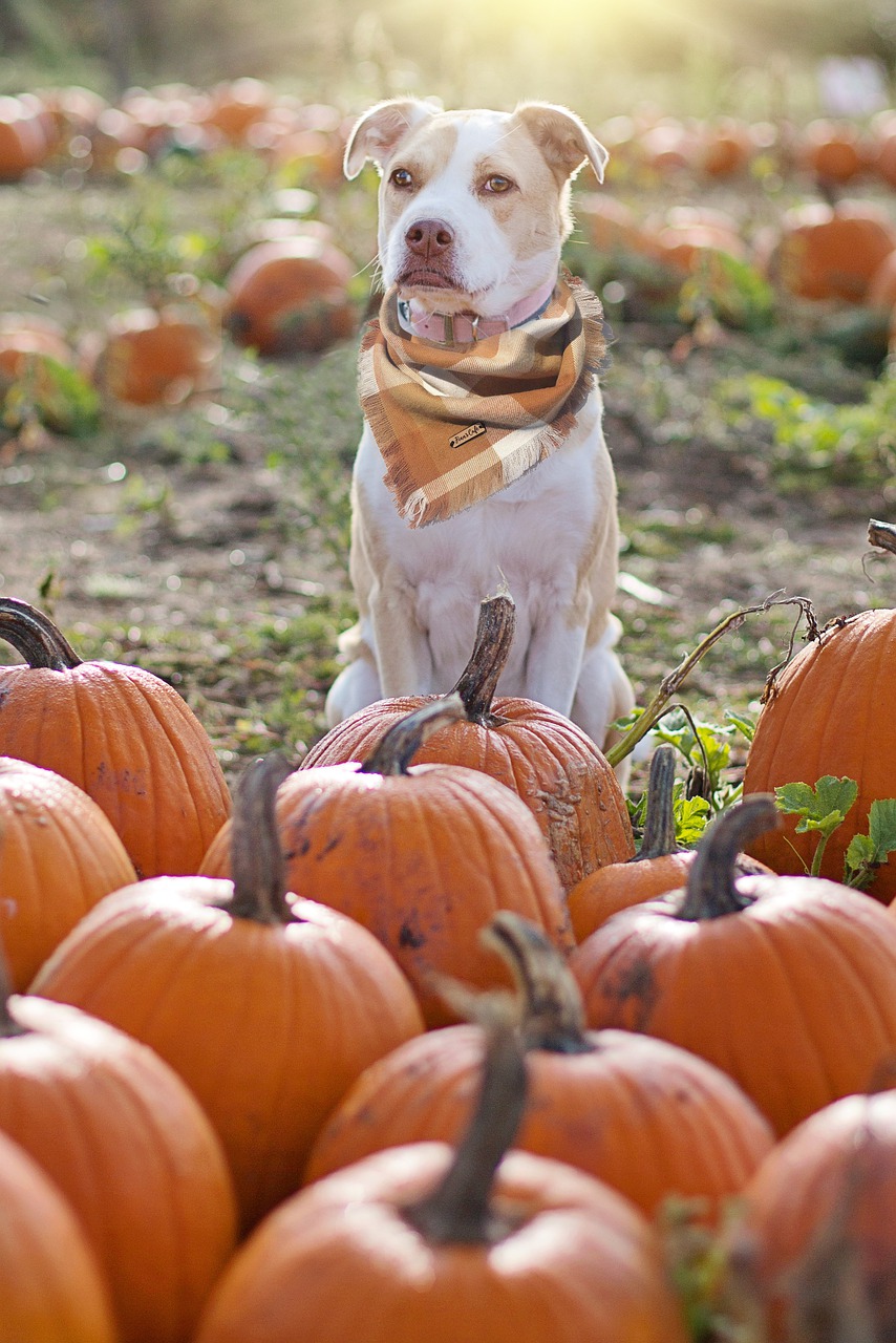 Is Pumpkin Good For Dogs? Dr. Marty Pets