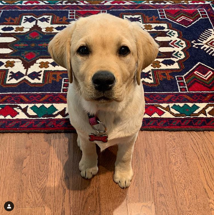 5 Powerful Life Lessons from Daisy the Dog Early to Rise