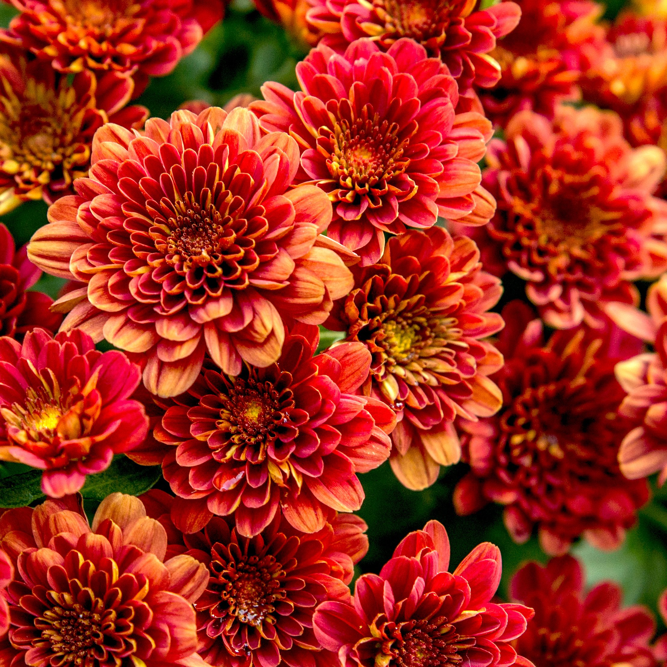 Types of Orange Flowers Stunning Orange Flowering Plants EatHappyProject