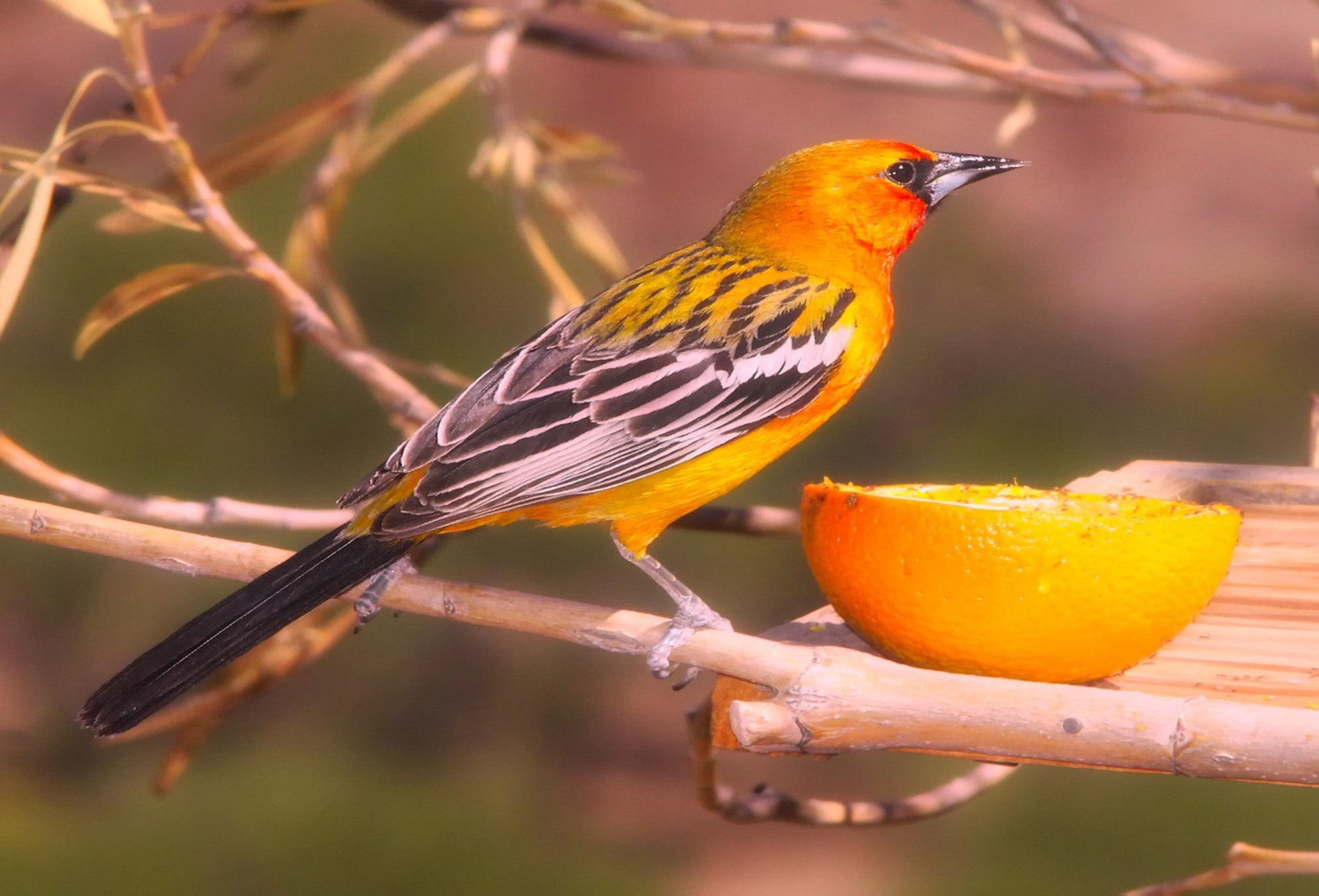 How To Attract Orioles This Spring EatHappyProject