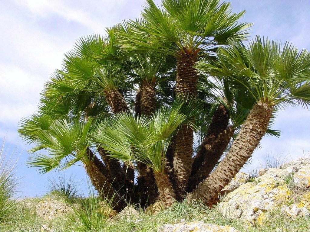 Palm Trees Identification Guide (Pictures and Names) EatHappyProject