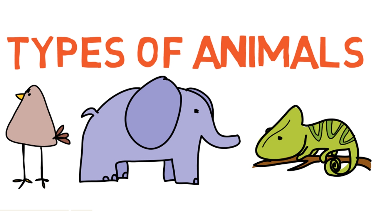 Types of Animals Classes, Species, Categories and More EatHappyProject