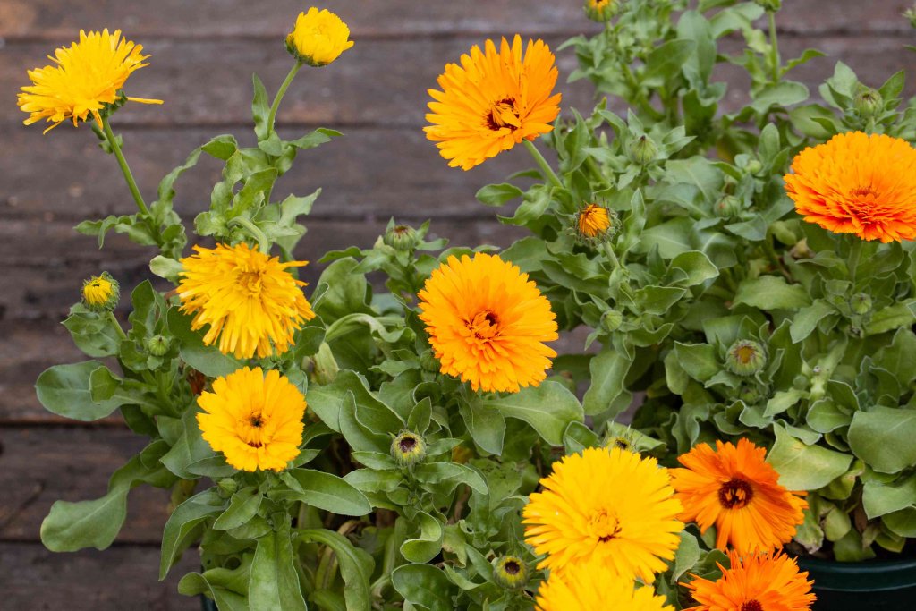 14 Yellow Flowering Herbs The Most Beautiful Herbs with Yellow Flowers