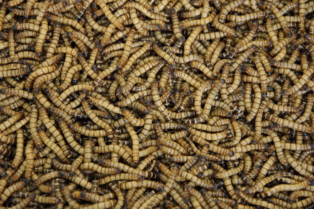A Complete Guide on How to Grow Mealworms for Fishing EatHappyProject