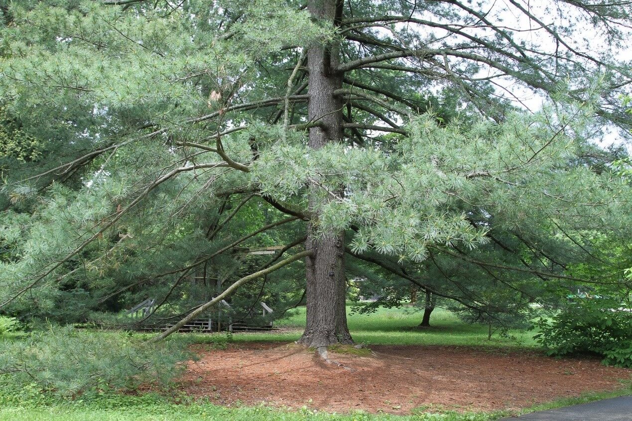 Pine Trees with Soft Needles Comprehensive Identification Guide with