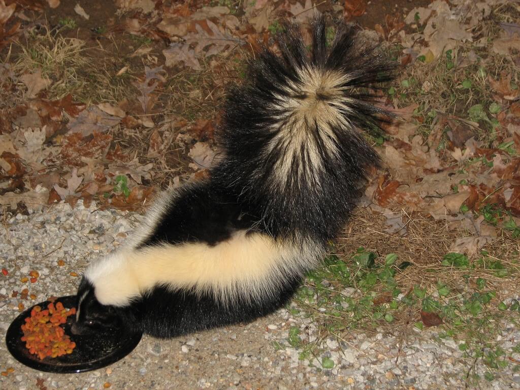7 Tips to Get Rid of Skunks from Under Your Deck EatHappyProject (2022)