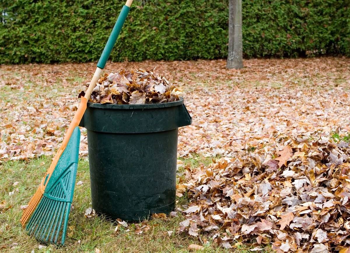 7 Tips to Get Rid of Skunks from Under Your Deck EatHappyProject (2022)
