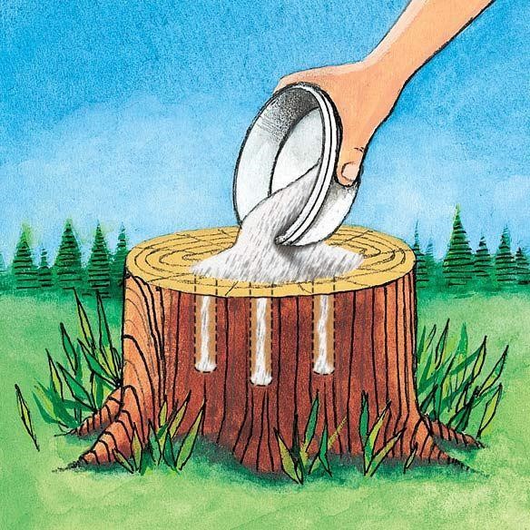 How Does Epsom Salt Work on Tree Stumps? EatHappyProject