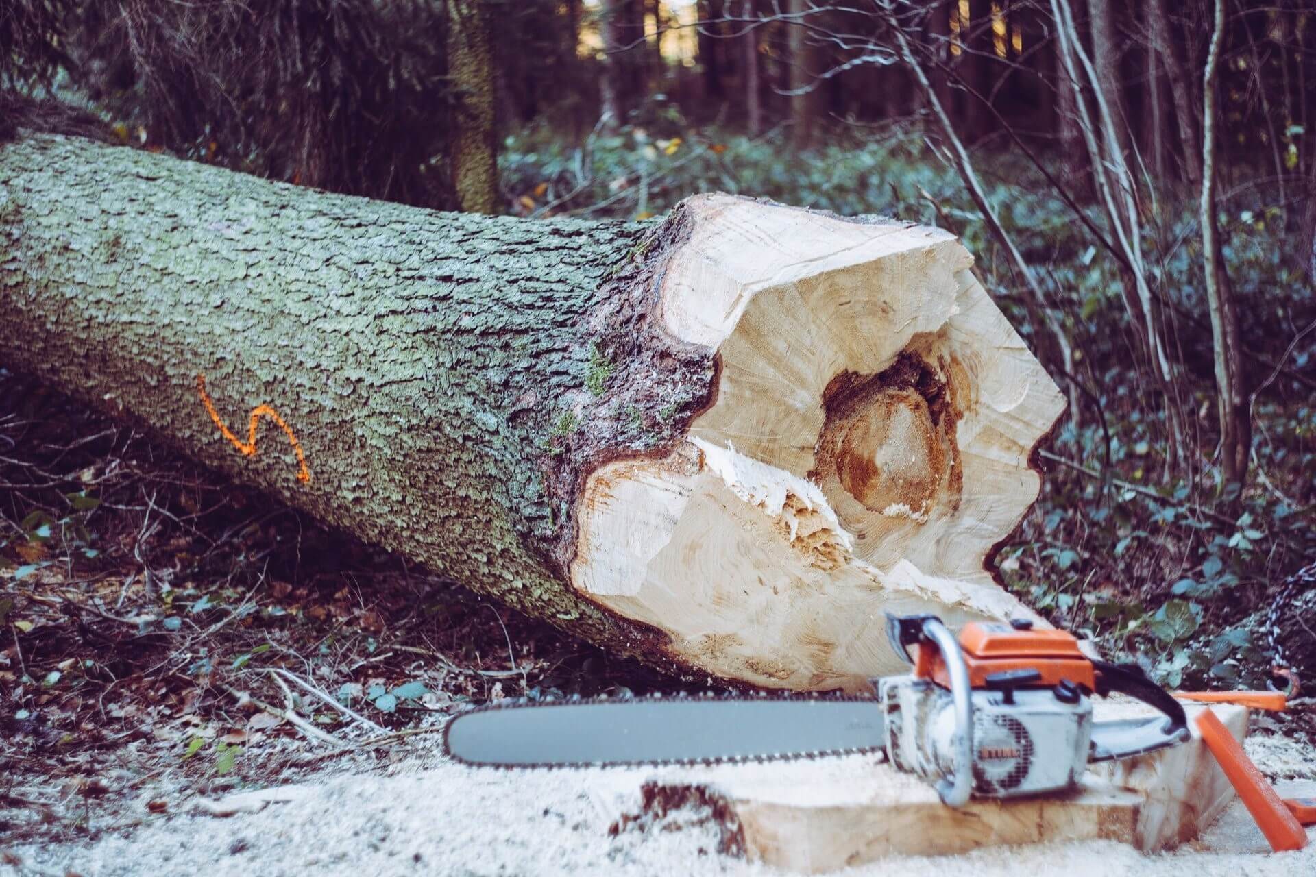 StepByStep Guide on How to Cut Down a Large Tree in Sections