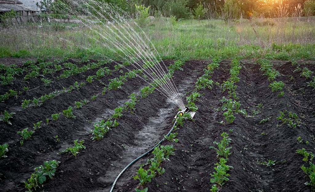 What is the Best Time to Water Grass Seed? EatHappyProject