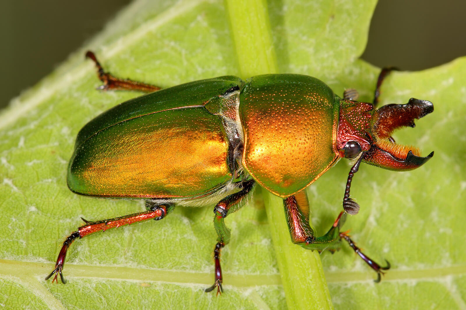 Types of Beetles You Should Know! EatHappyProject