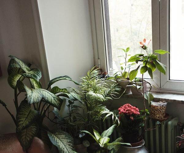 What To Look For When Buying A Plant For Online Delivery Or RealTime