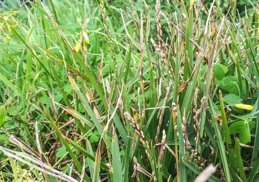 How To Thicken St. Augustine Grass 10 Easy to Follow Tips