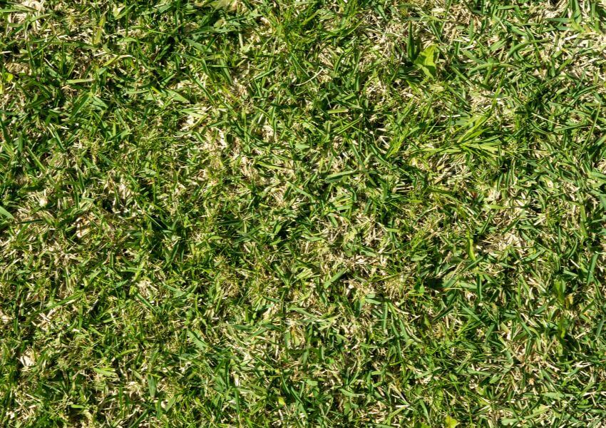 How To Thicken St. Augustine Grass 10 Easy to Follow Tips