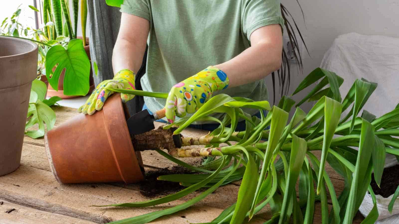 How to Take Care of Yucca Plants EatHappyProject