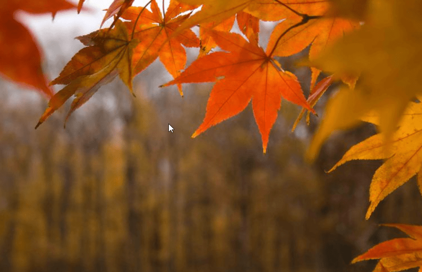 Why Do Trees Change Color EatHappyProject