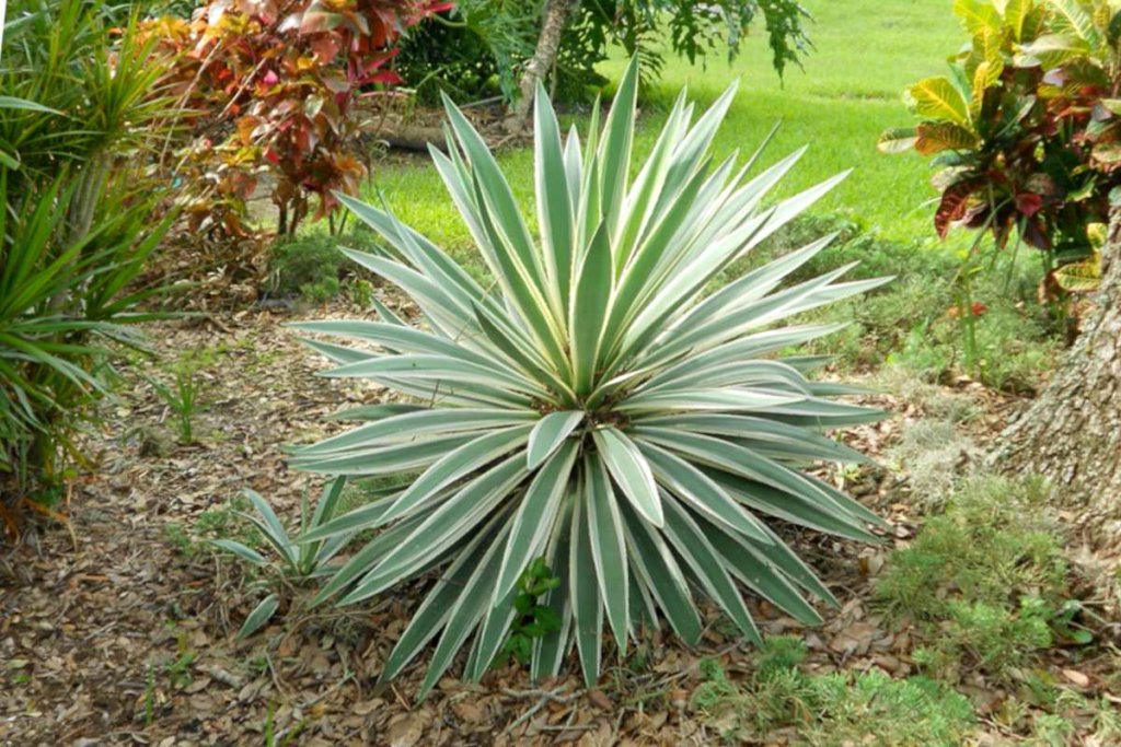 How to Get Rid of Yucca Plants? EatHappyProject