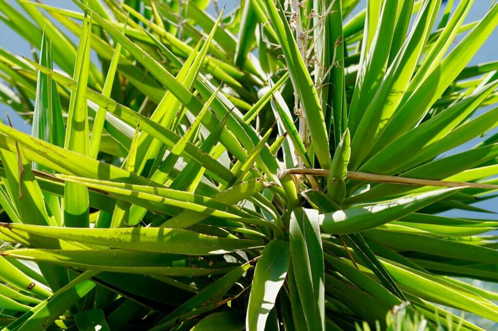 How to Get Rid of Yucca Plants? EatHappyProject