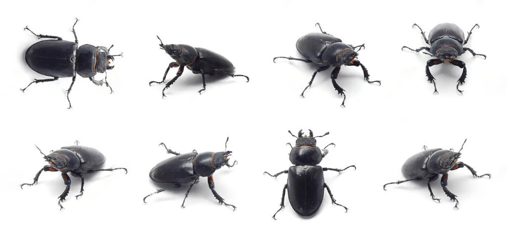 Are Black Beetles Dangerous to Humans? EatHappyProject
