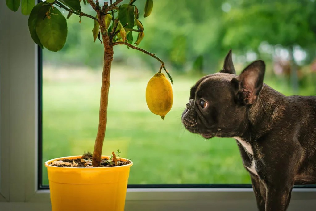 Are Lemon Tree Leaves Toxic to Dogs EatHappyProject