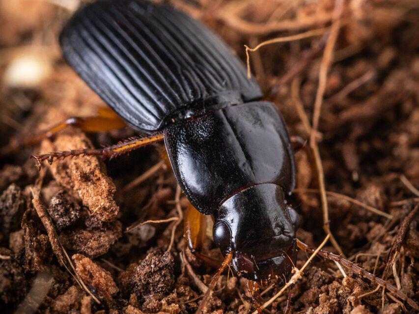 What Does a Black Beetle Mean Spiritually EatHappyProject