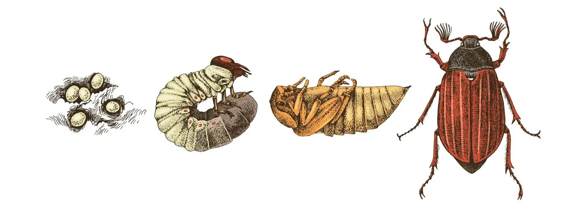 What is the Lifespan of a Beetle? EatHappyProject