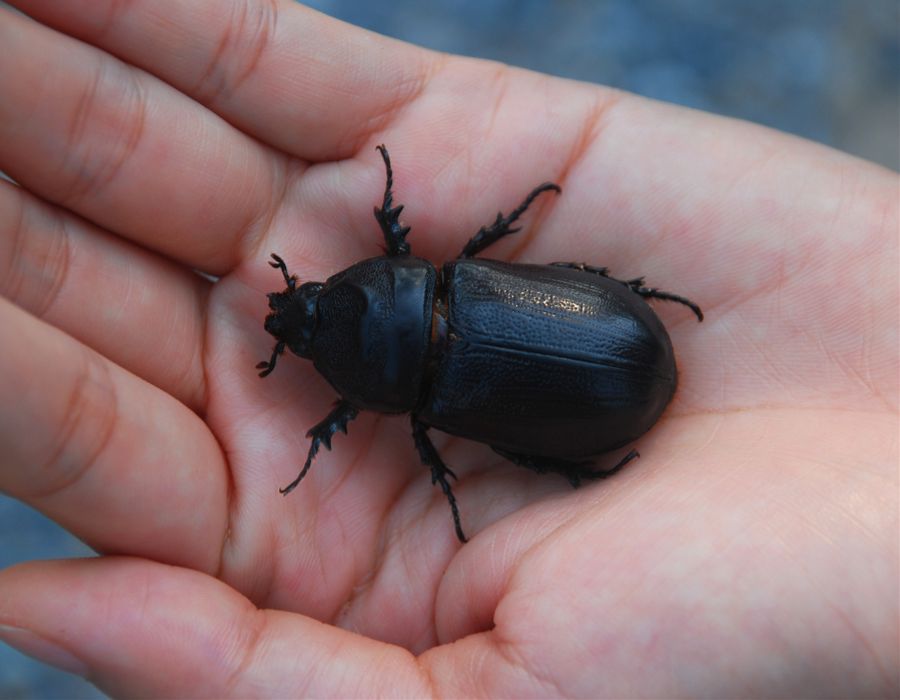What Does a Black Beetle Mean Spiritually EatHappyProject