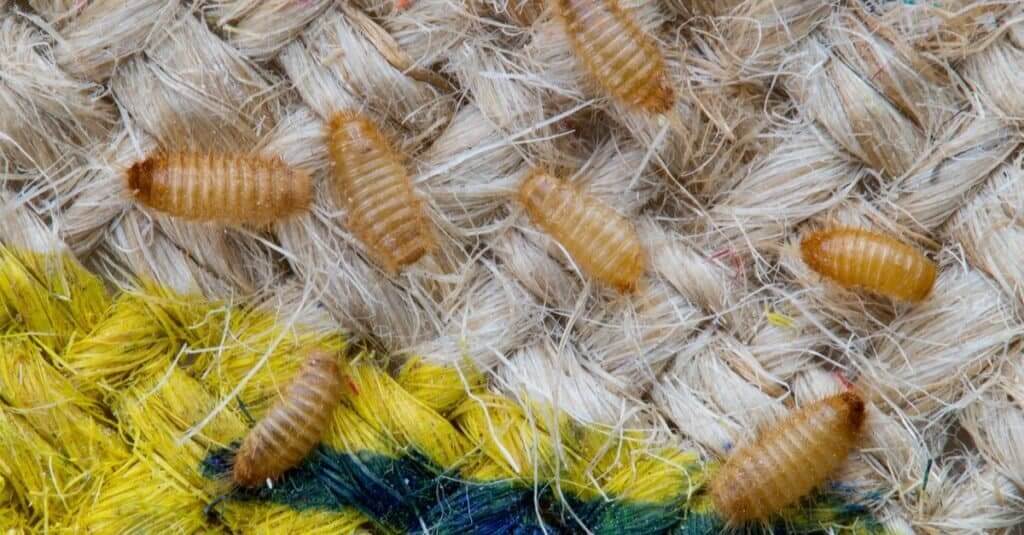 What Do Carpet Beetle Eggs Look Like EatHappyProject