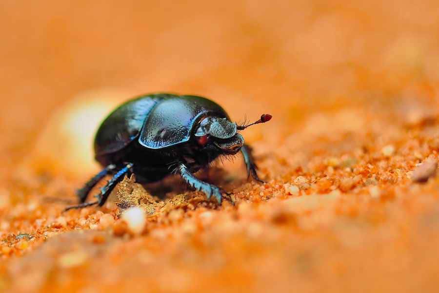 What Does a Black Beetle Mean Spiritually EatHappyProject