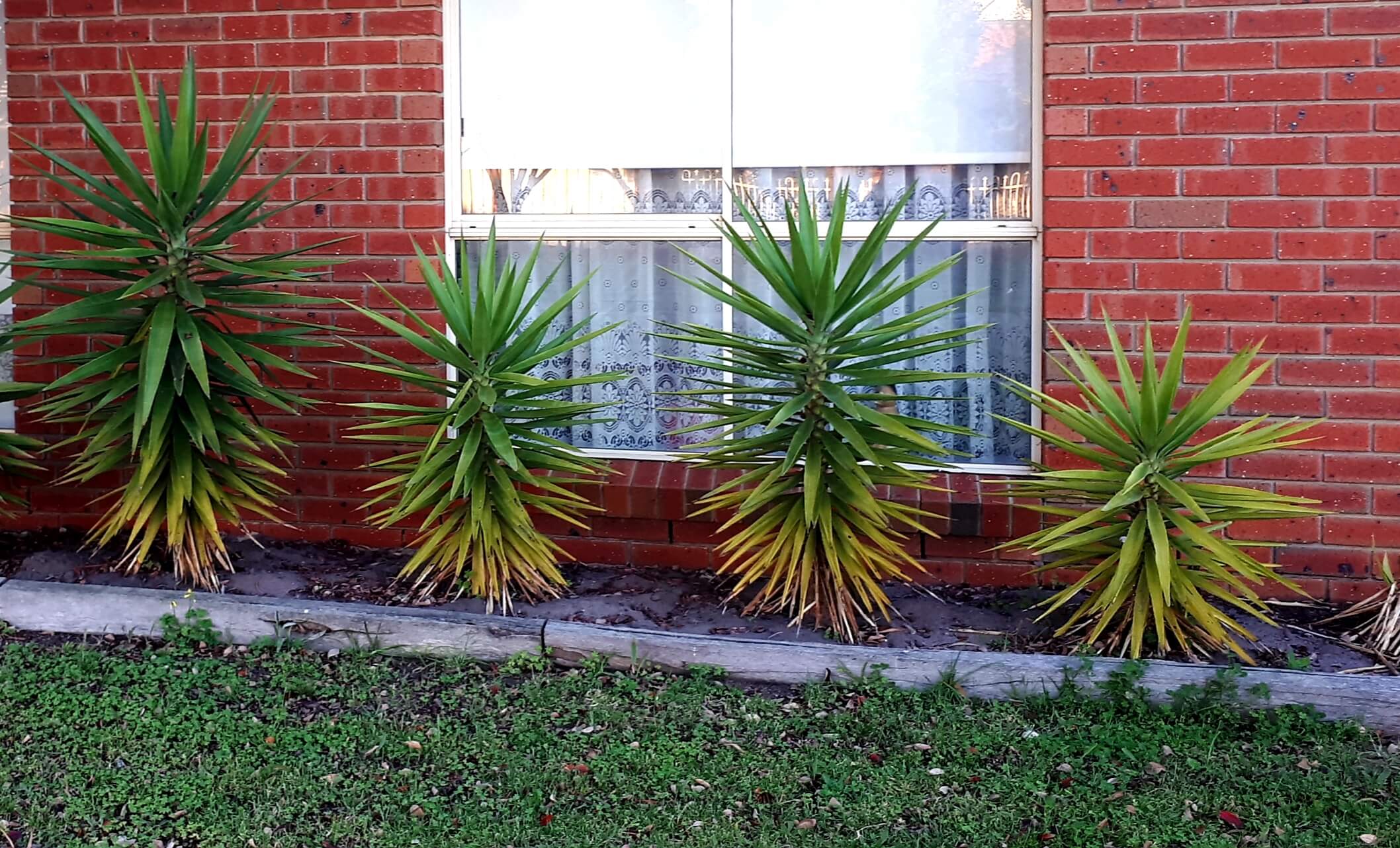 How to Get Rid of Yucca Plants? EatHappyProject