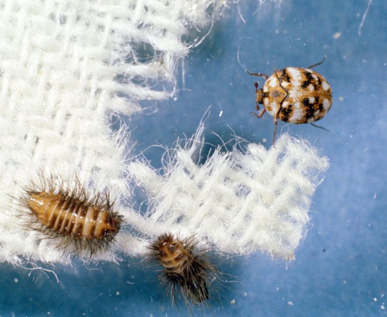 What Do Carpet Beetle Eggs Look Like EatHappyProject