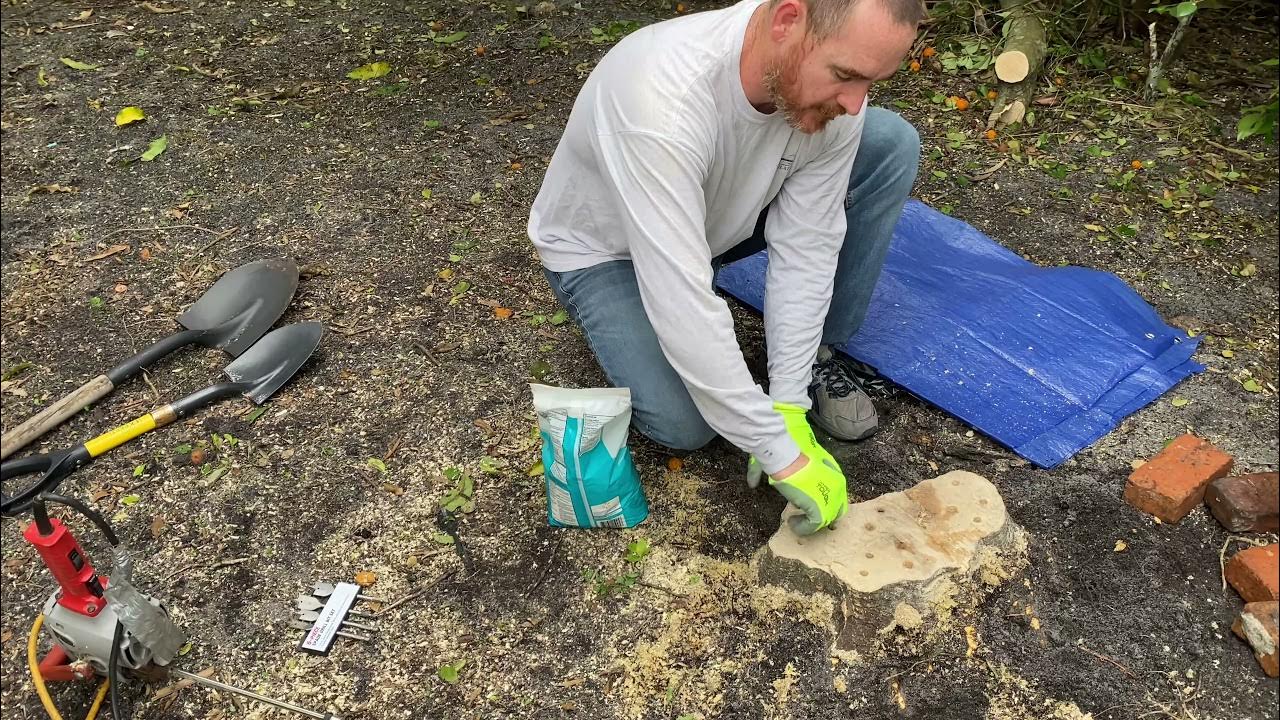 How to Remove a Tree Stump with Epsom Salt EatHappyProject