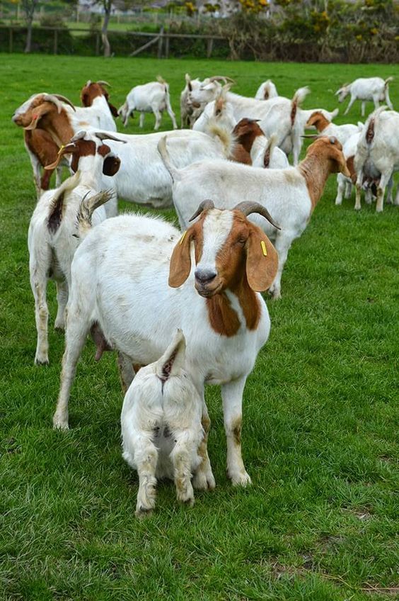 How Many Goats Should Be Kept Together? EatHappyProject